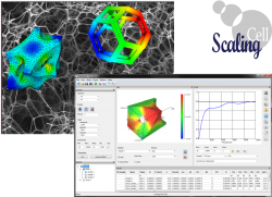 ScalingCell